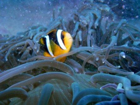 under water krakatau clown fish